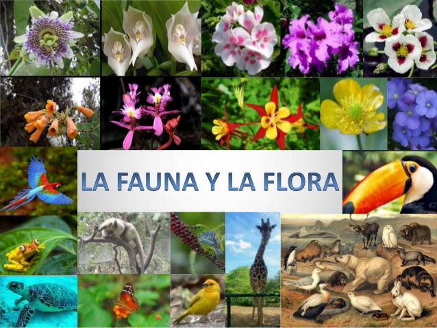 Flora, fauna & landscape